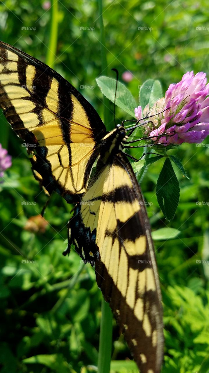 mesmerizing monarch