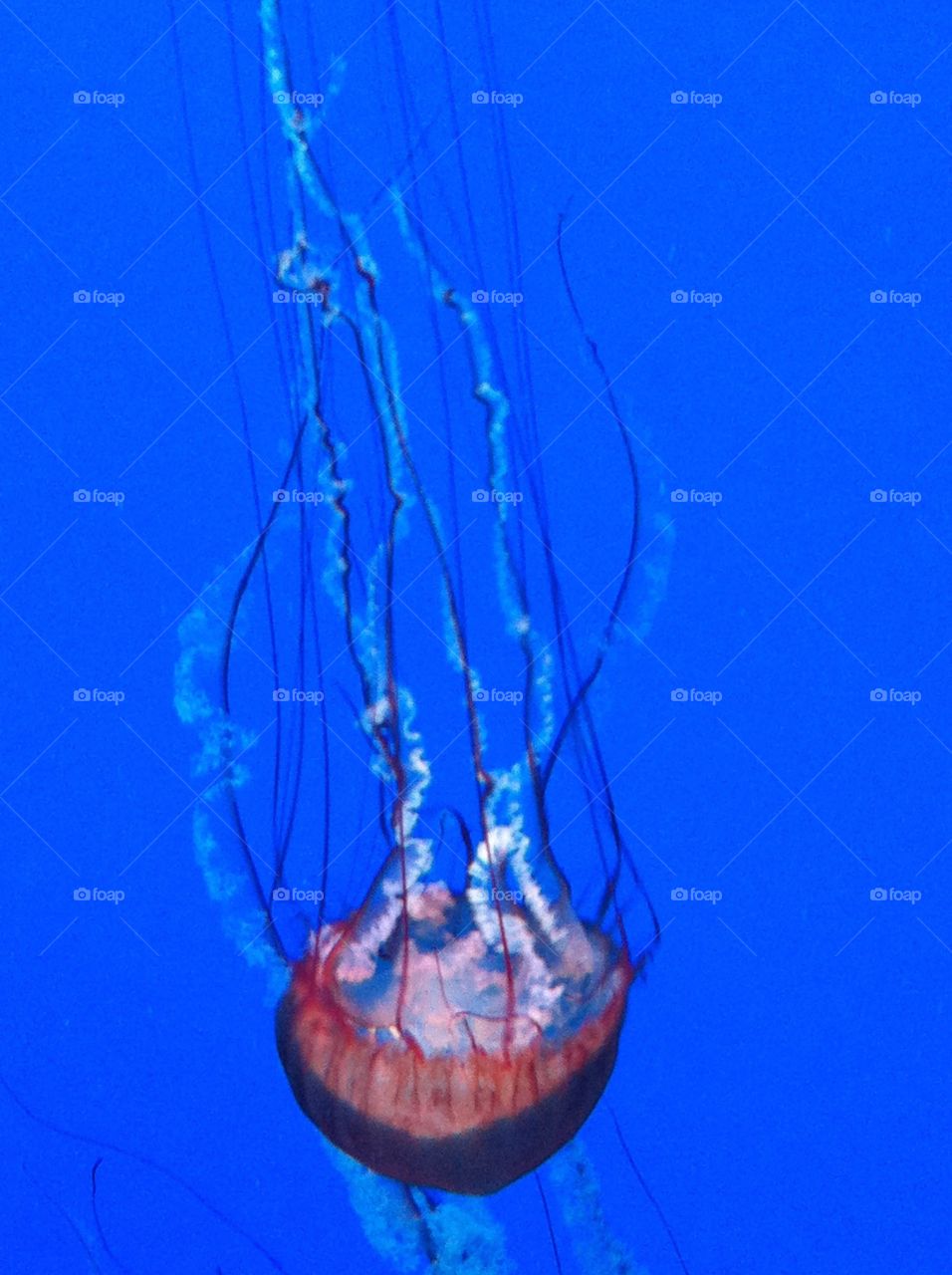 Underwater, Jellyfish, Bubble, Turquoise, Aquarium
