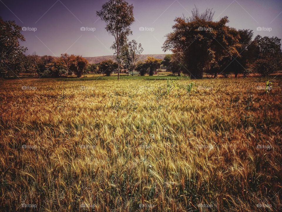 wheat farm