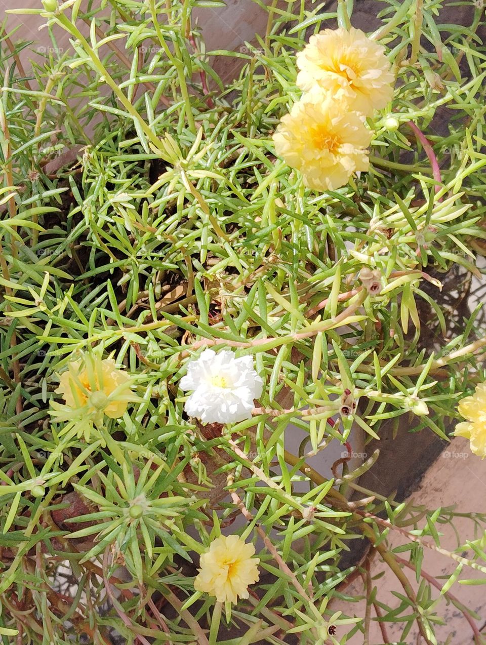 white and yellow flower seasonal fresh shurb looks very beautiful generally found everywhere