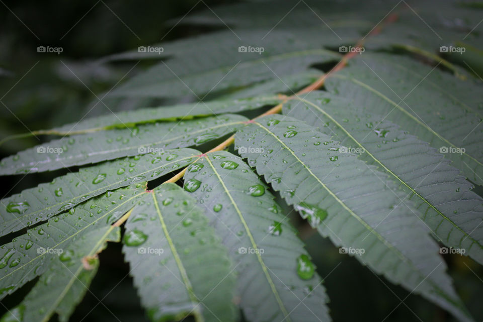 Leaf rain Droplets 