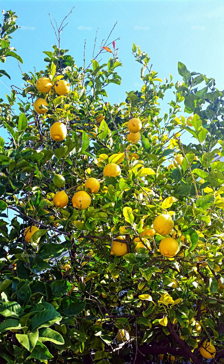 Backyard Lemon Tree