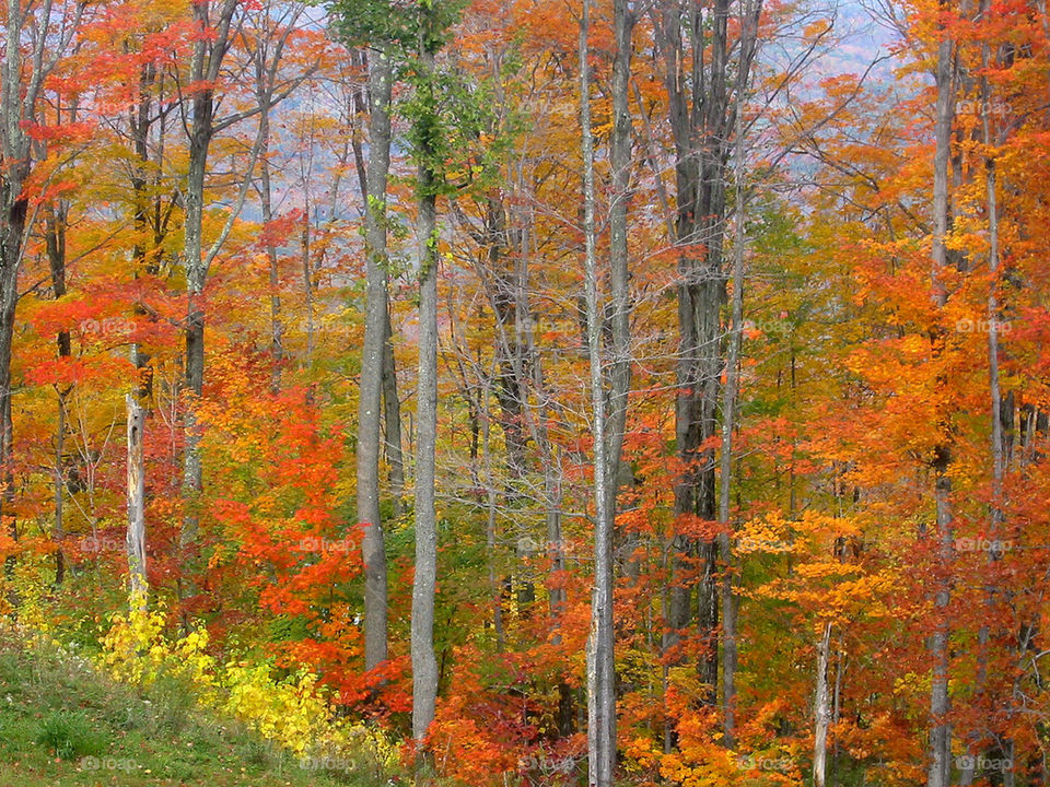 Fall Forest