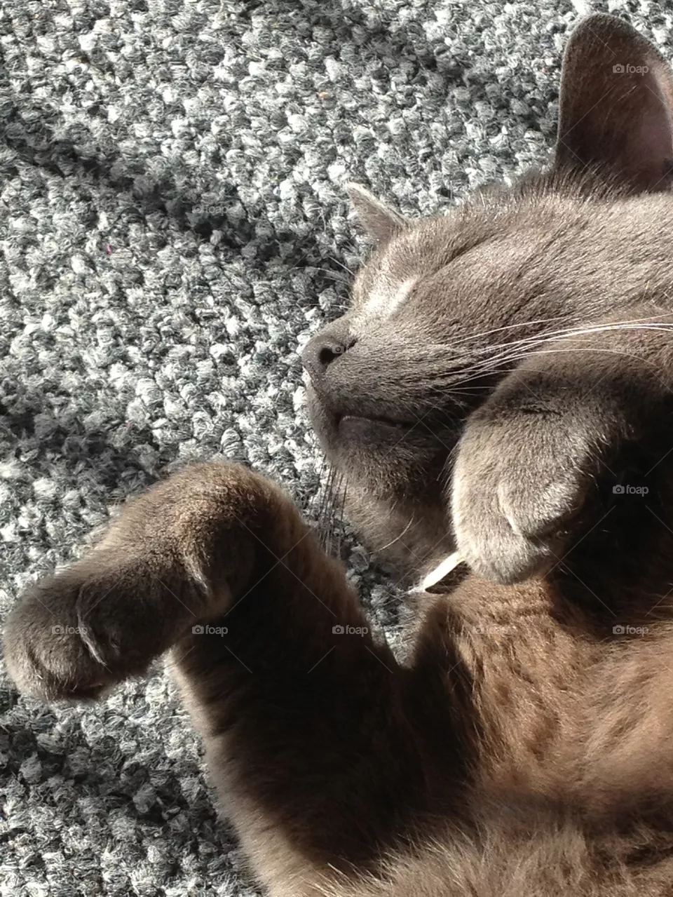 PUSS PUSS
