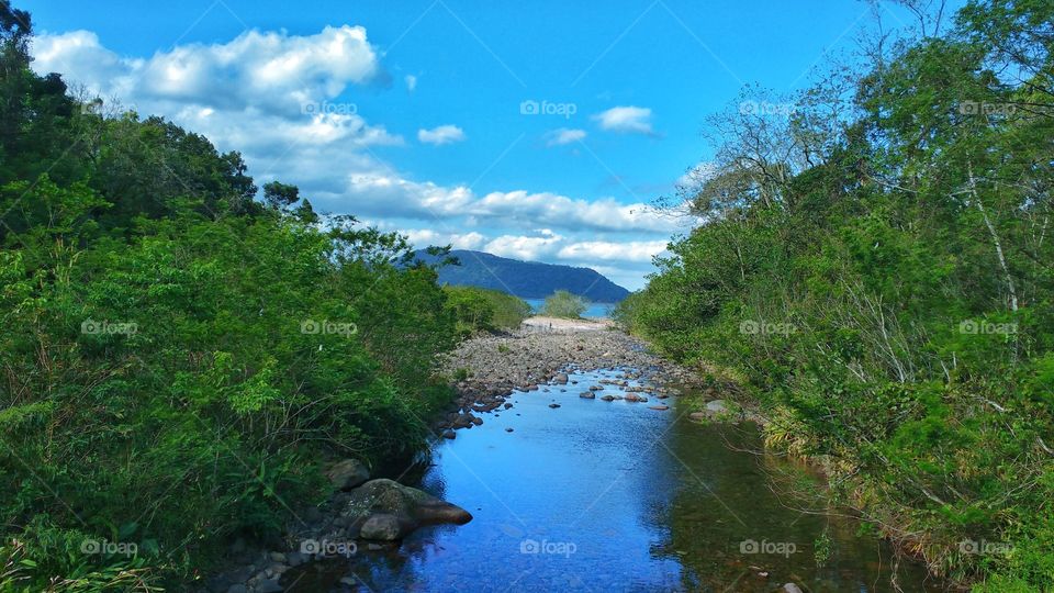 Forest reserve in southern Brazil. This reserve is part of a river basin that caters to nearby towns.