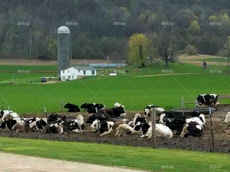 livestock