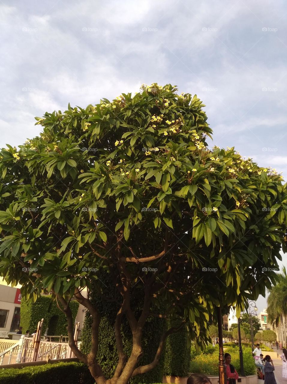 green tree with yellow flower seasonal fresh looks like very beautiful generally found everywhere