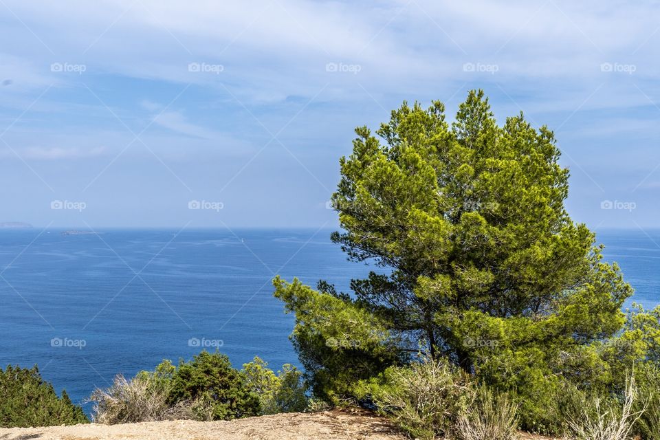 A view of the Mediterranean Sea from atop a mountain with a tree in view and plenty of copy space.