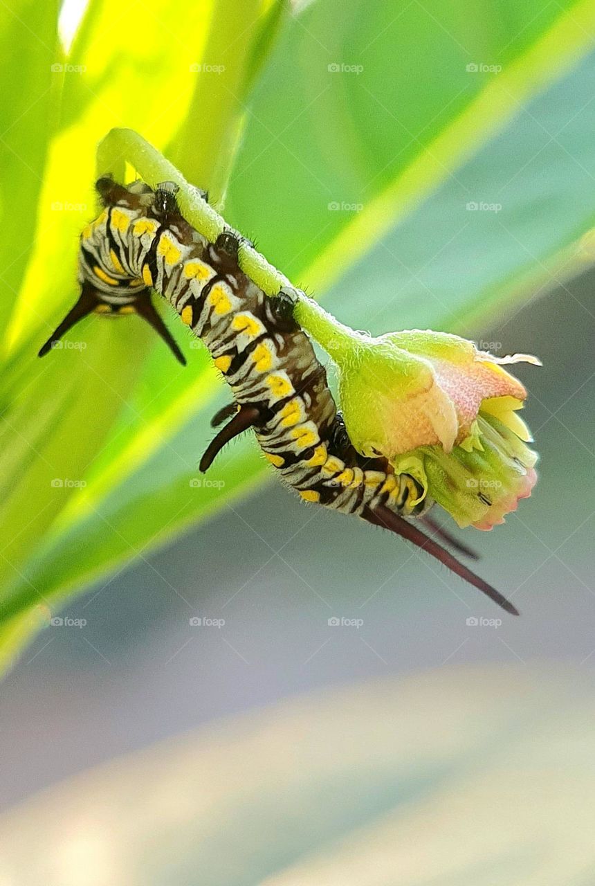 Monarch Caterpillar an Endangered Species