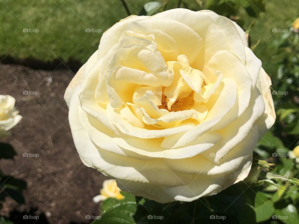 A beautiful yellow rose