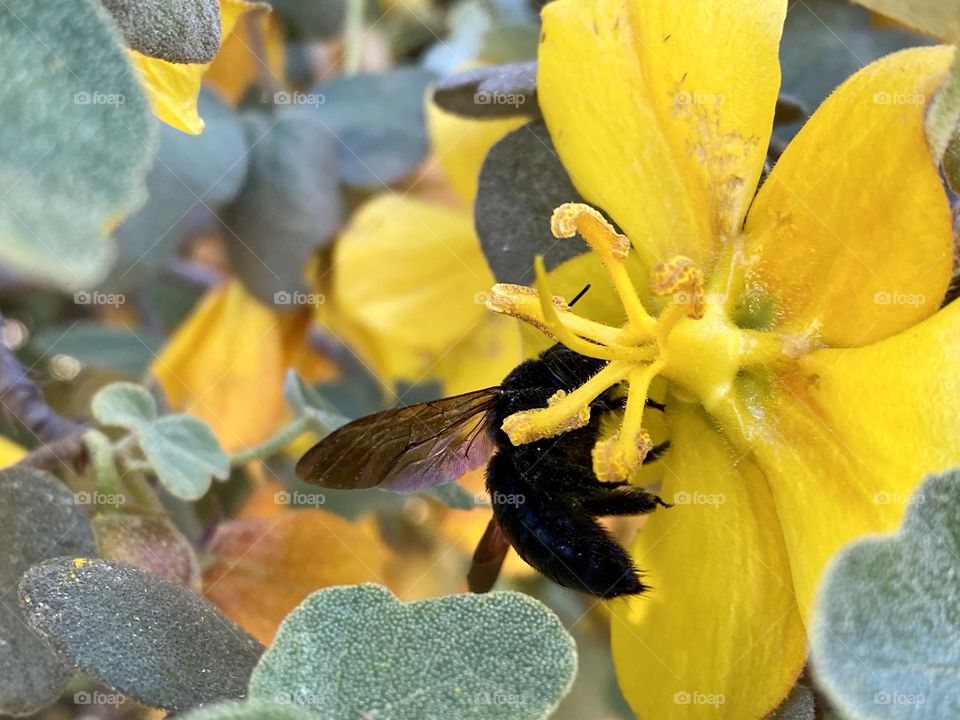 Yellow flower and bumblebee 