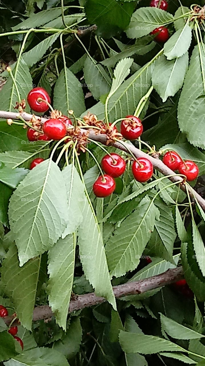 cherrytree