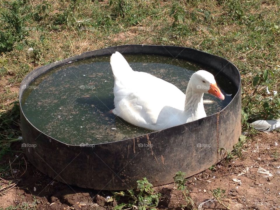 united kingdom swimming duck farm by bencobb
