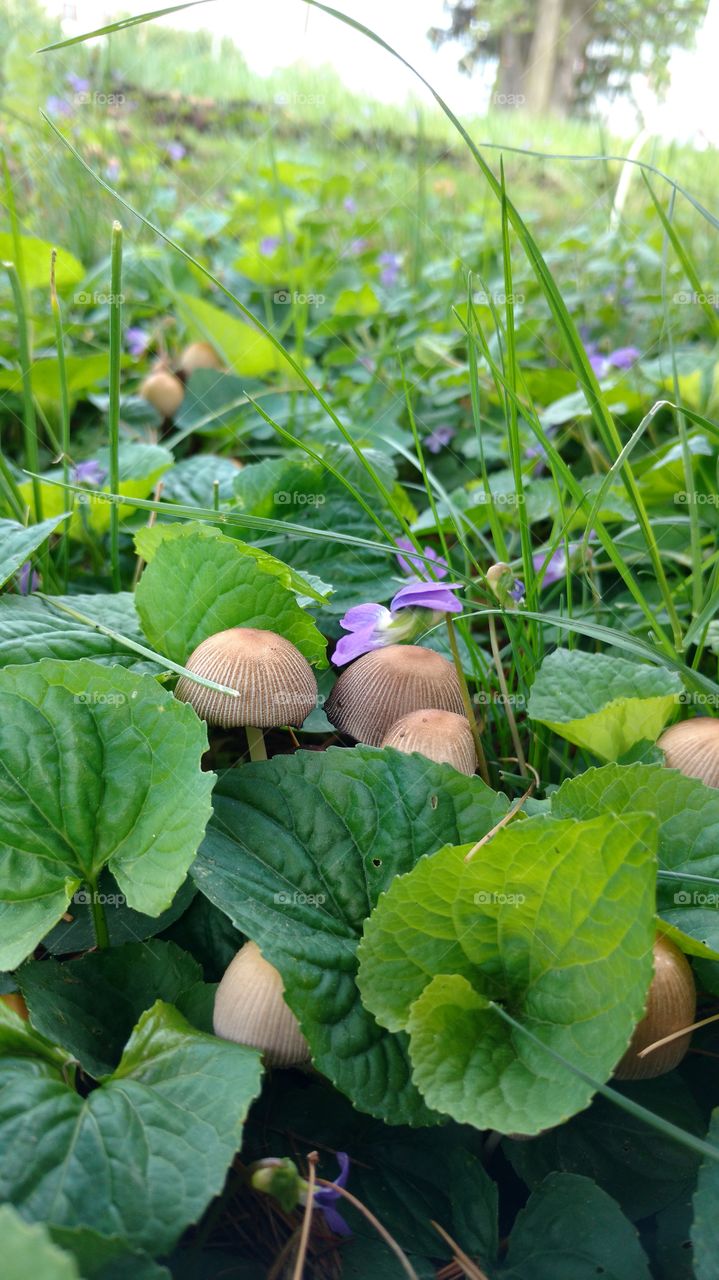 wild violets and mushrooms in spring