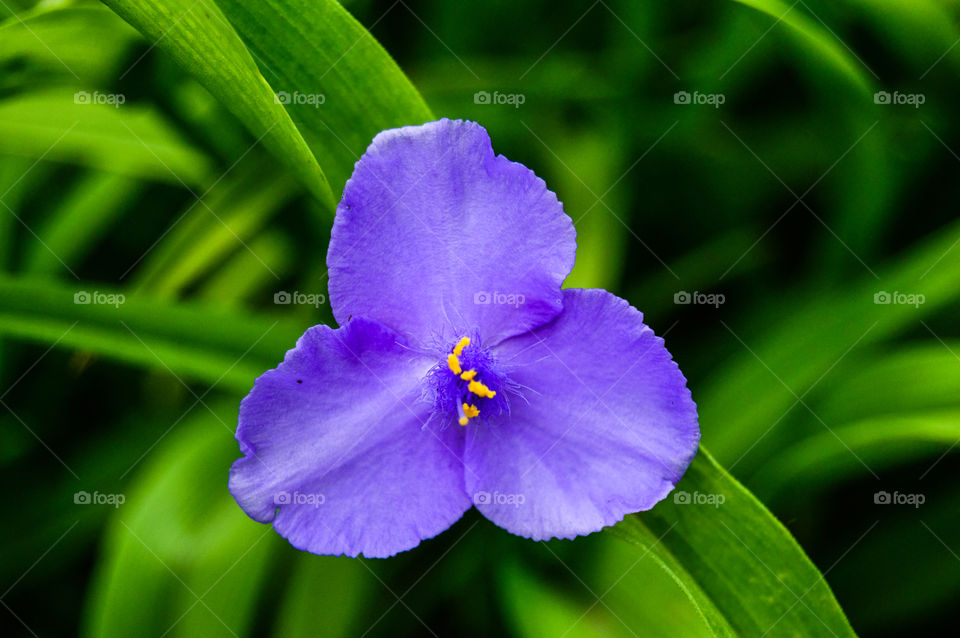 The best miracle of the Earth - flowers!
 
Flowers are the decoration of the earth. Flowers are the decoration of summer. Without flowers, earthly life would lose its charm altogether. Flowers are the smiles of the sun