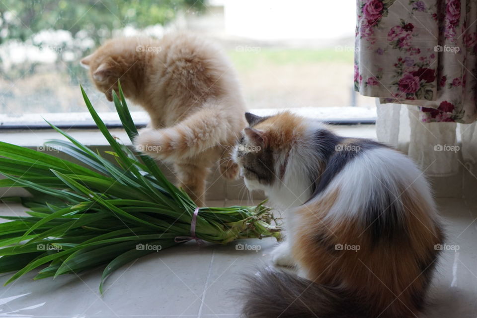 kitten and mother cat