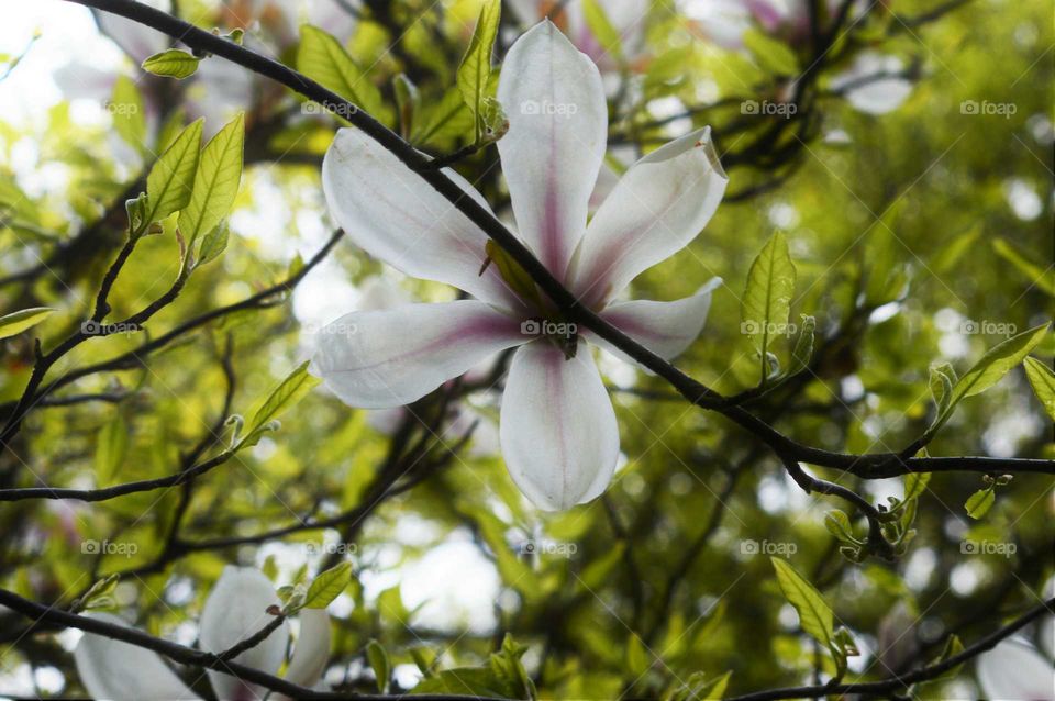 Scenic view of flowers