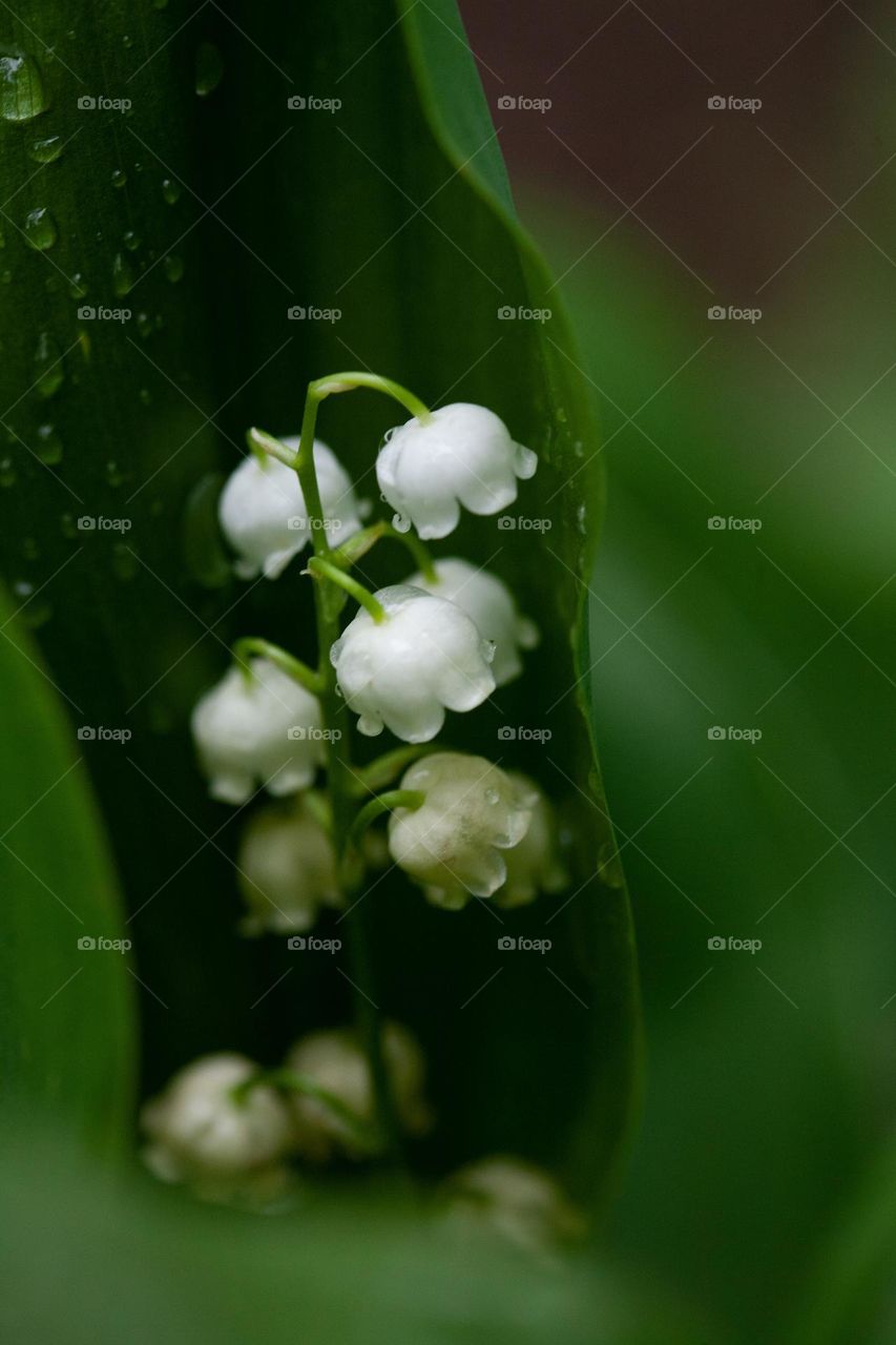 Spring flower 