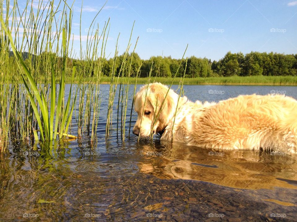 Curious dog in lake