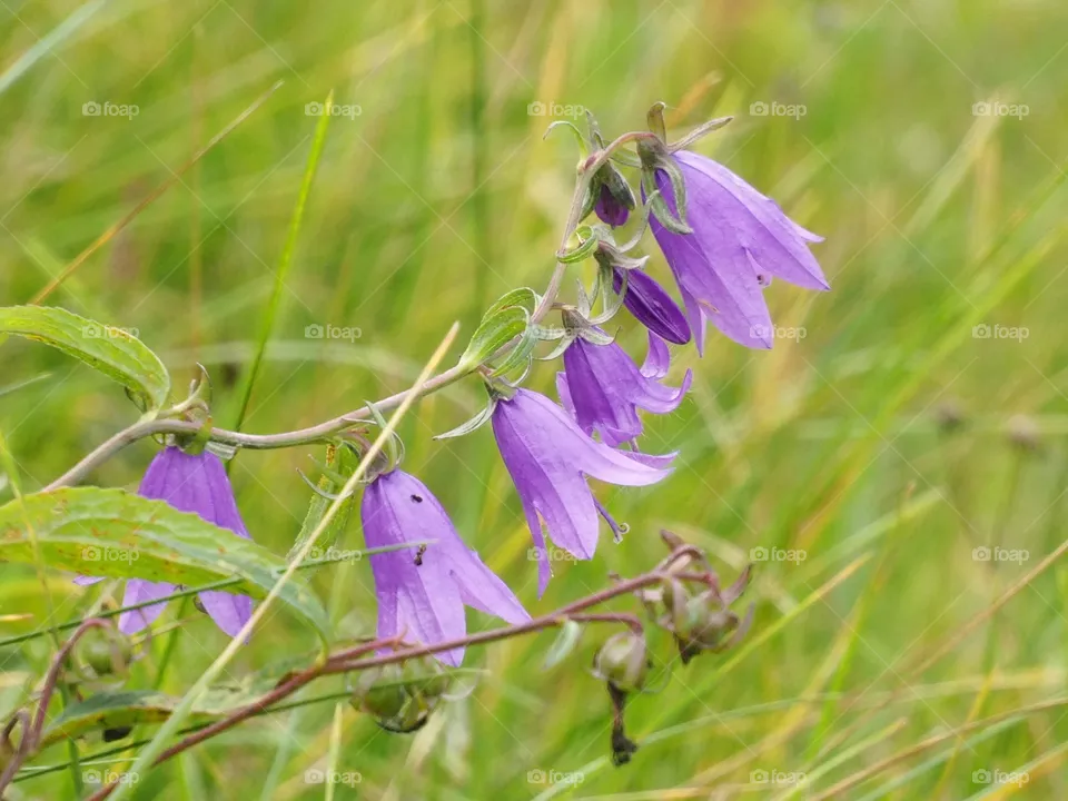 In the meadow