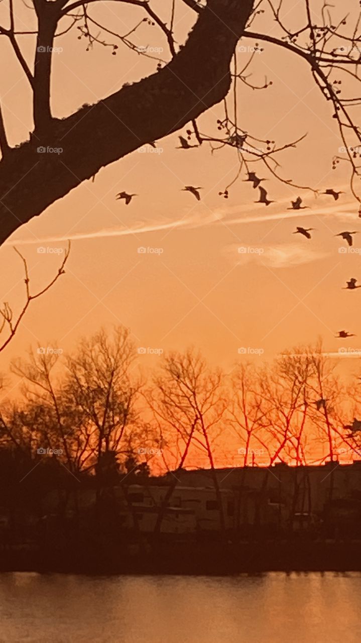 Flock of shore birds interrupting my thought concentration on sunset. 