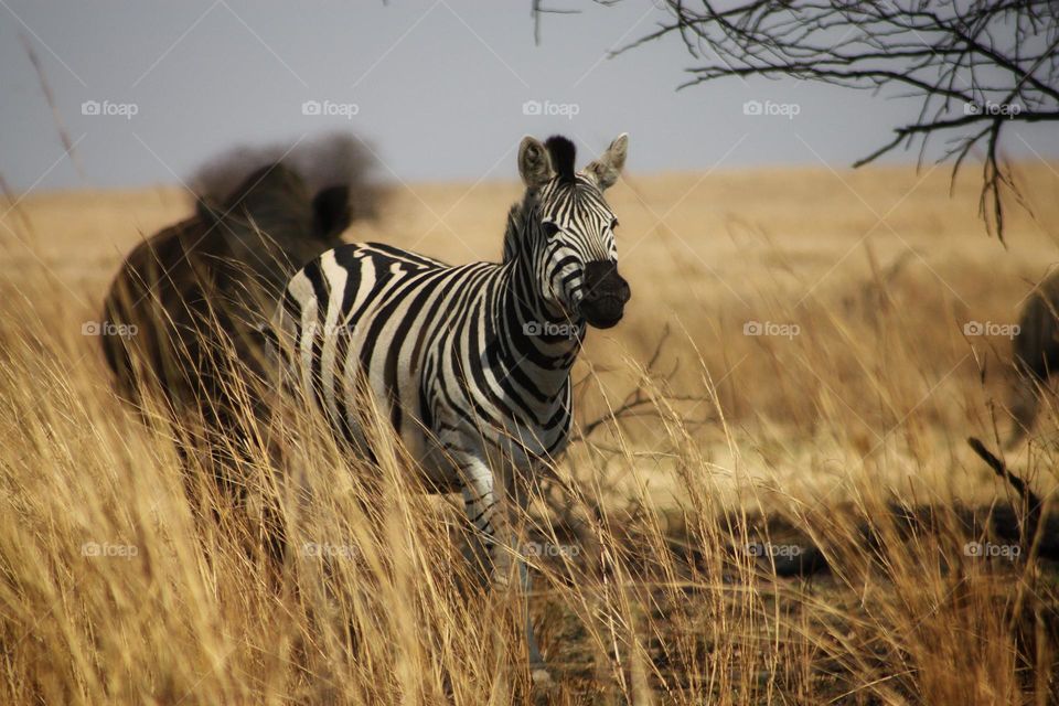 zebra on the plains. and at a closer look you will see a rino in the same shot ,right behind the zebra.