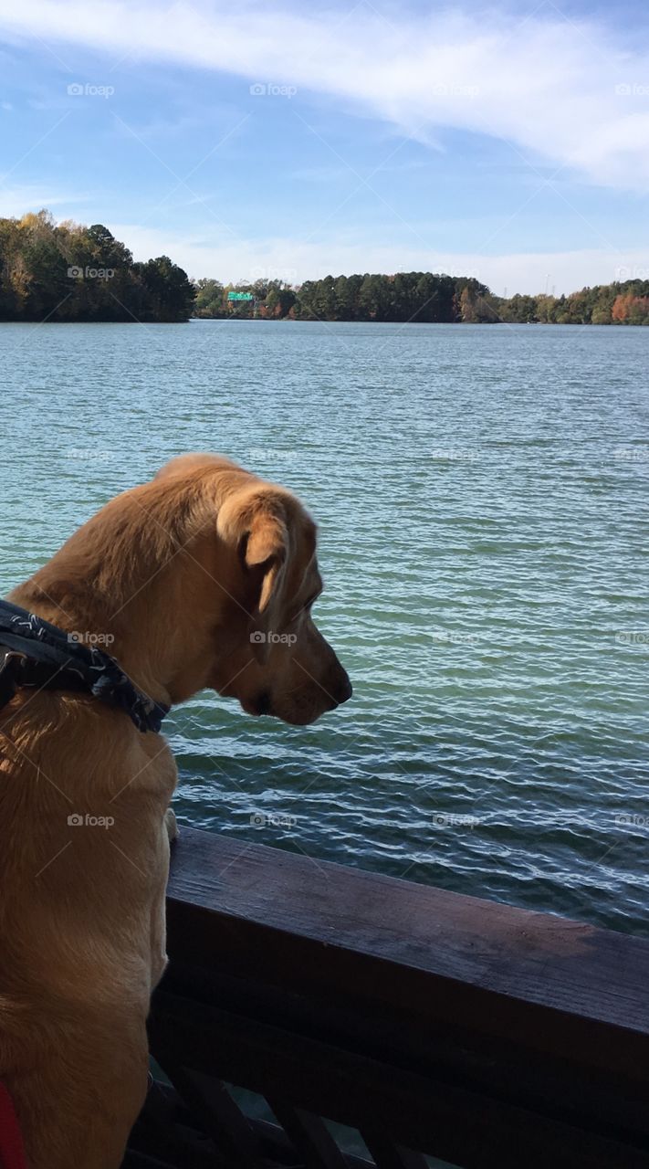 Dog looking into the lake