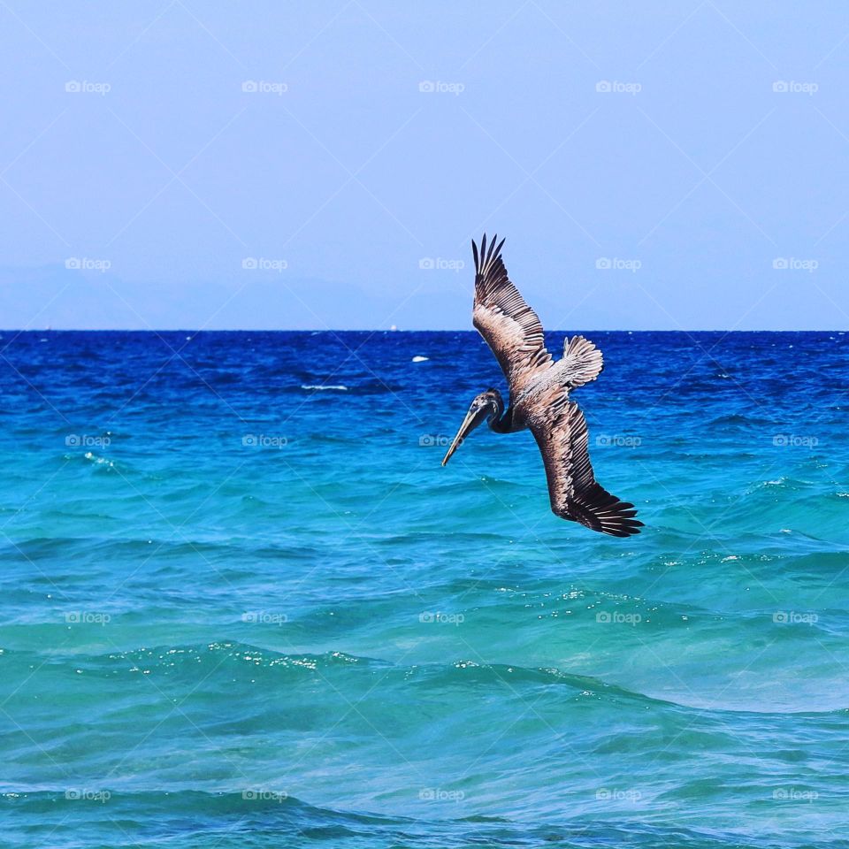 pelican diving into the water to fish