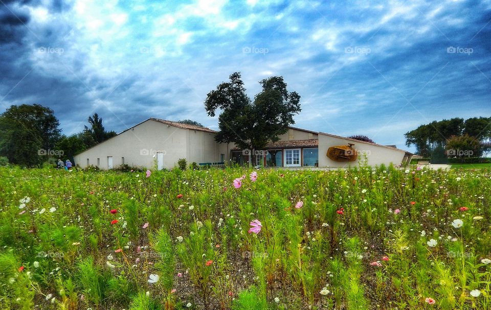 Le vignoble bordelais 