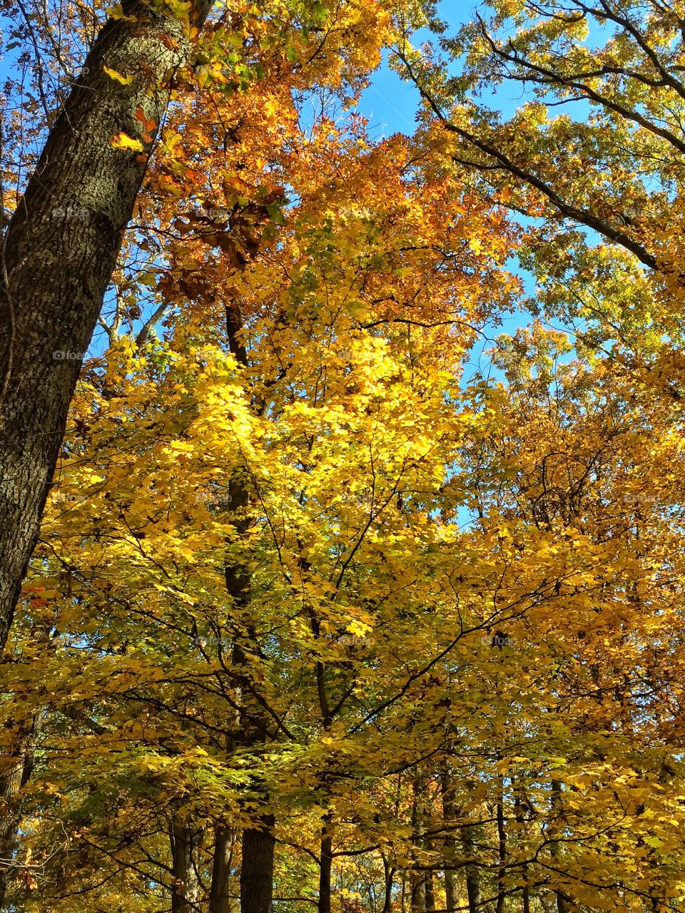 Fall trees in the pretty forest 