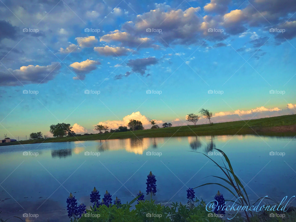 Blue evening on the pond