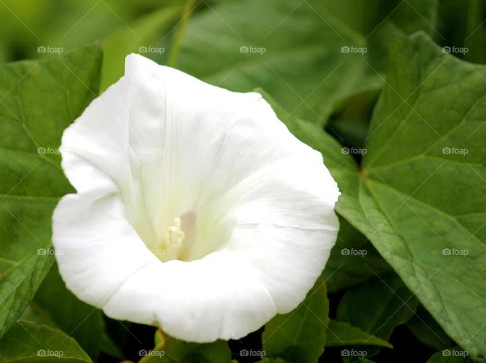 white flower in full bloom. beauty of nature. close up photography