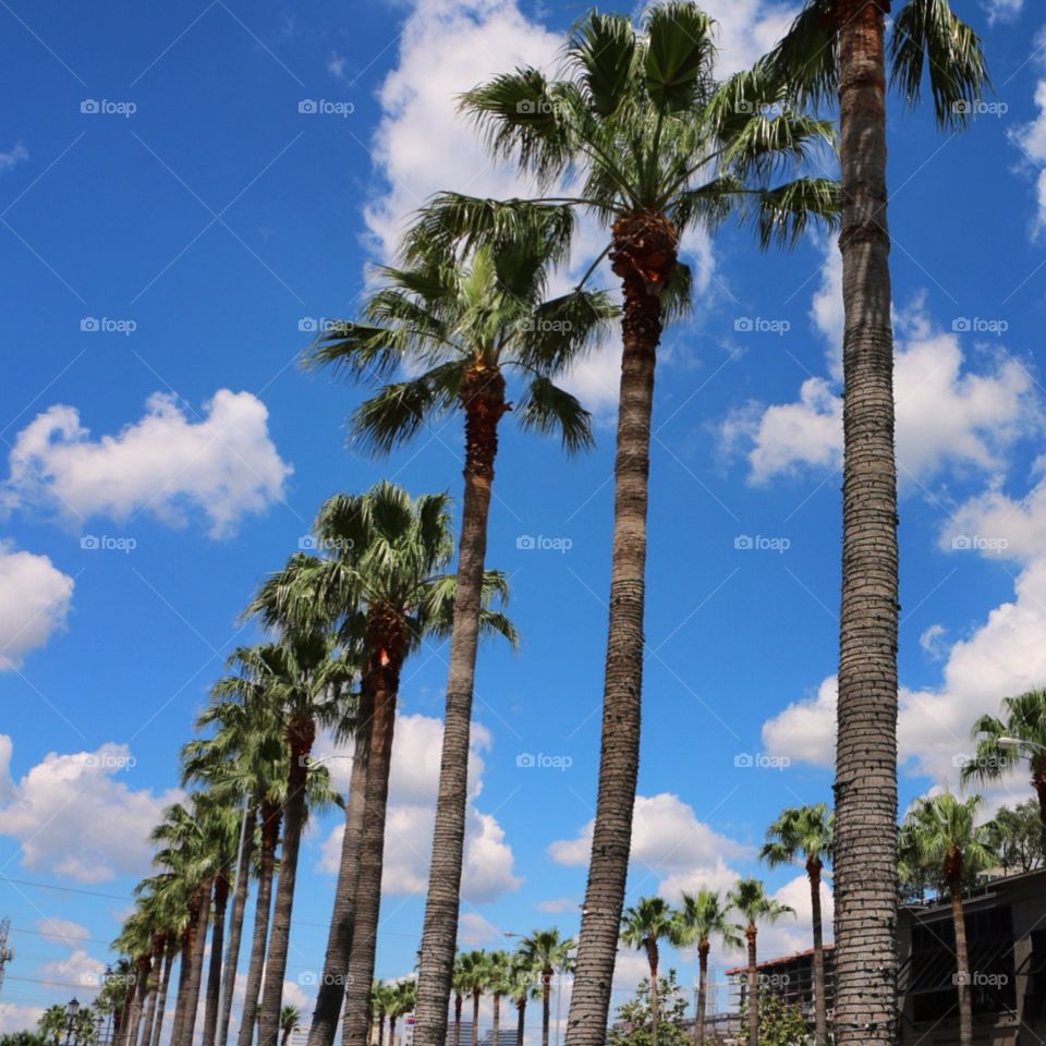 Tree, Palm, No Person, Tropical, Travel