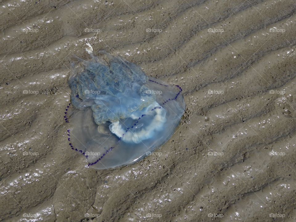 blue jellyfish north sea