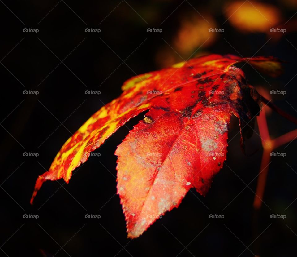 Close-up of red leaf