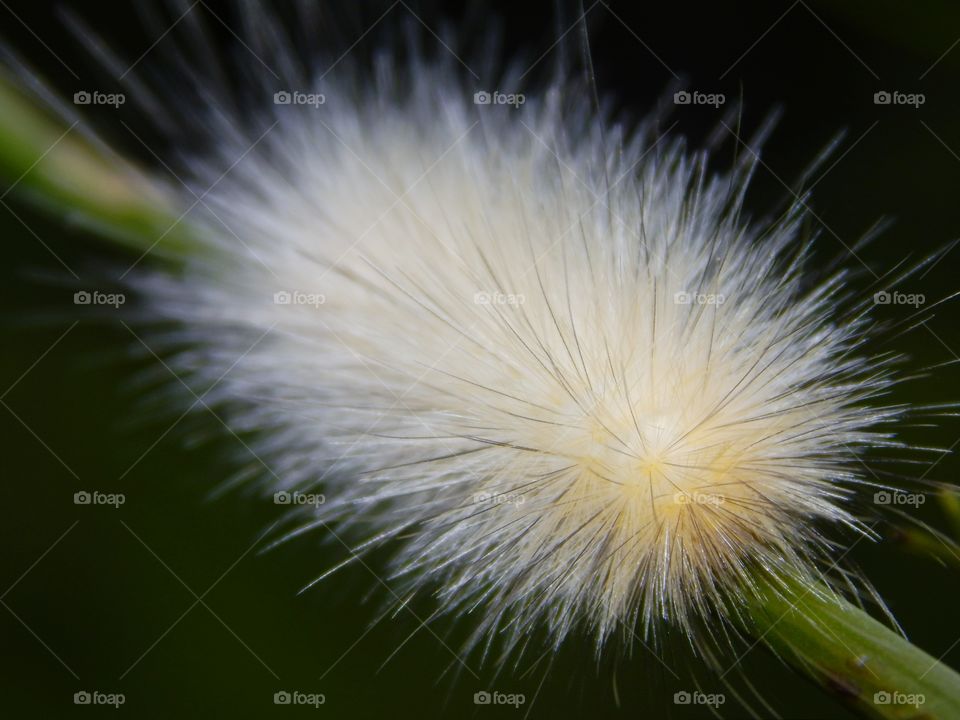 white, fuzzy caterpillar on plant