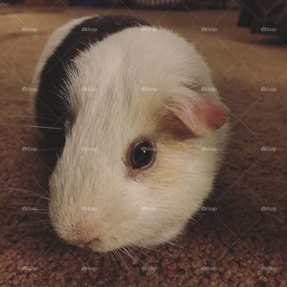 Guinea pig on carpet