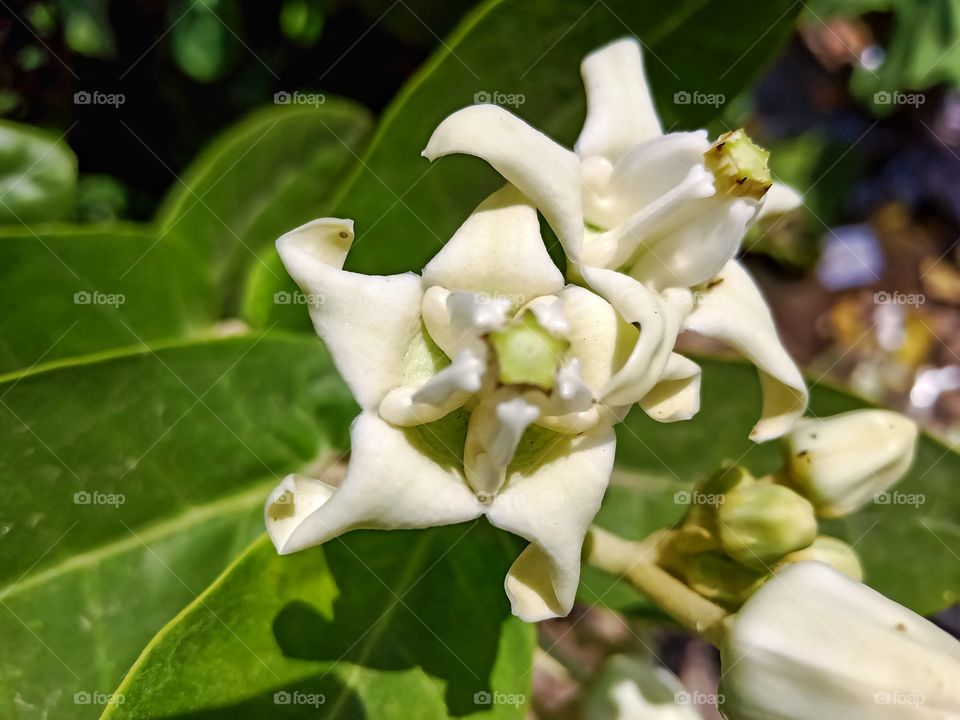 Beautiful calotropis procera flower image india
