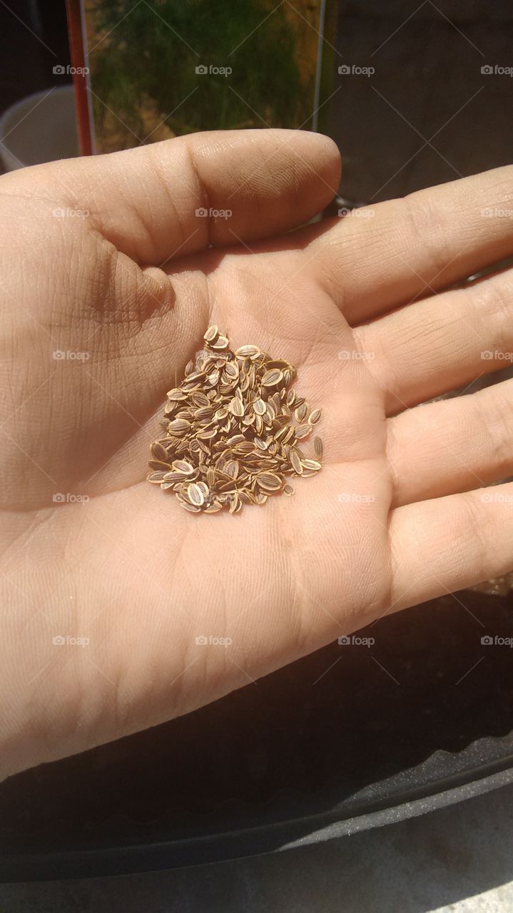 Hand with seeds/ mano sosteniendo semillas 