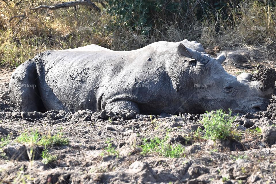 African White Rhinoceros laying at the waterhole, drinking water, rolling in the mud, sleeping next to the water to cool down from the heat.