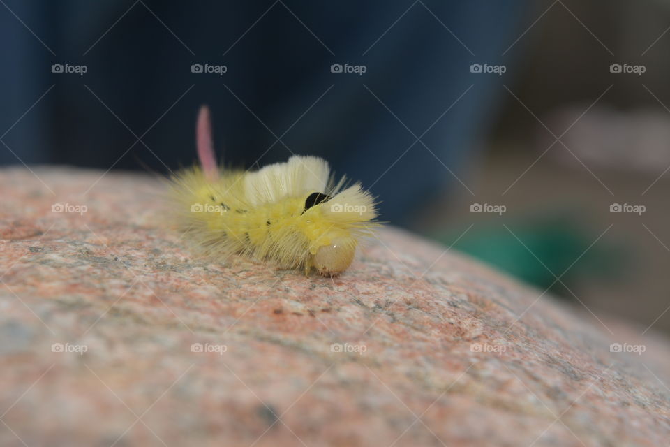 No Person, Nature, Caterpillar, Insect, Wildlife