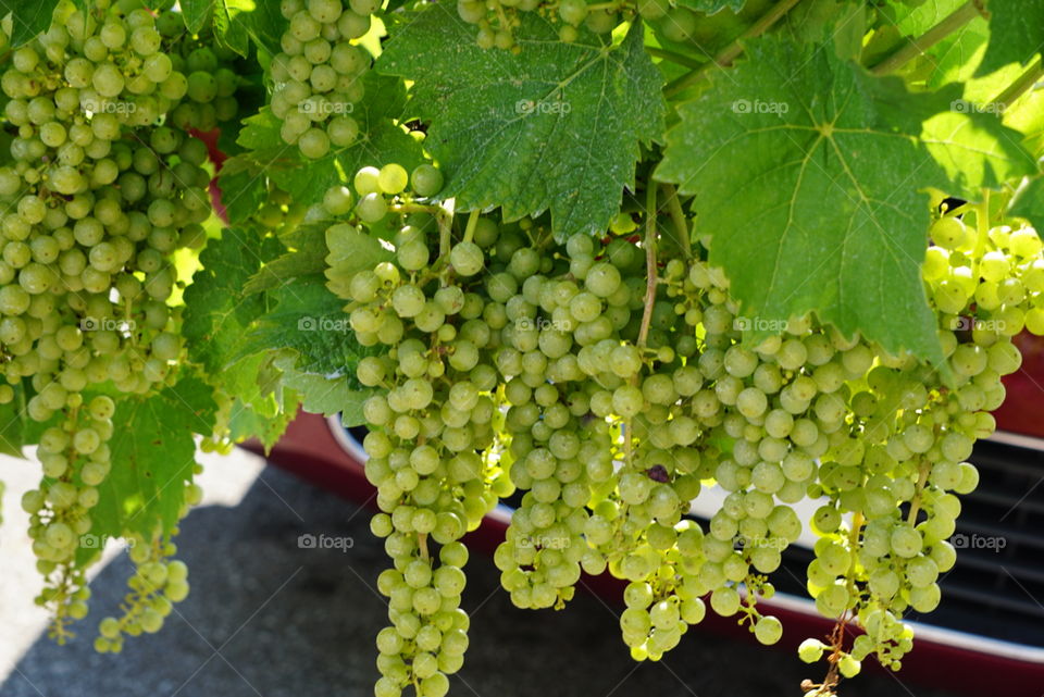 vineyard grapes