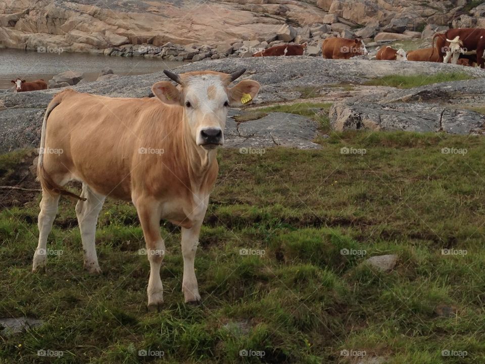 High angle view cow in field
