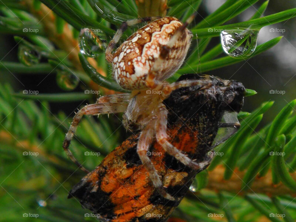 spider and butterfly