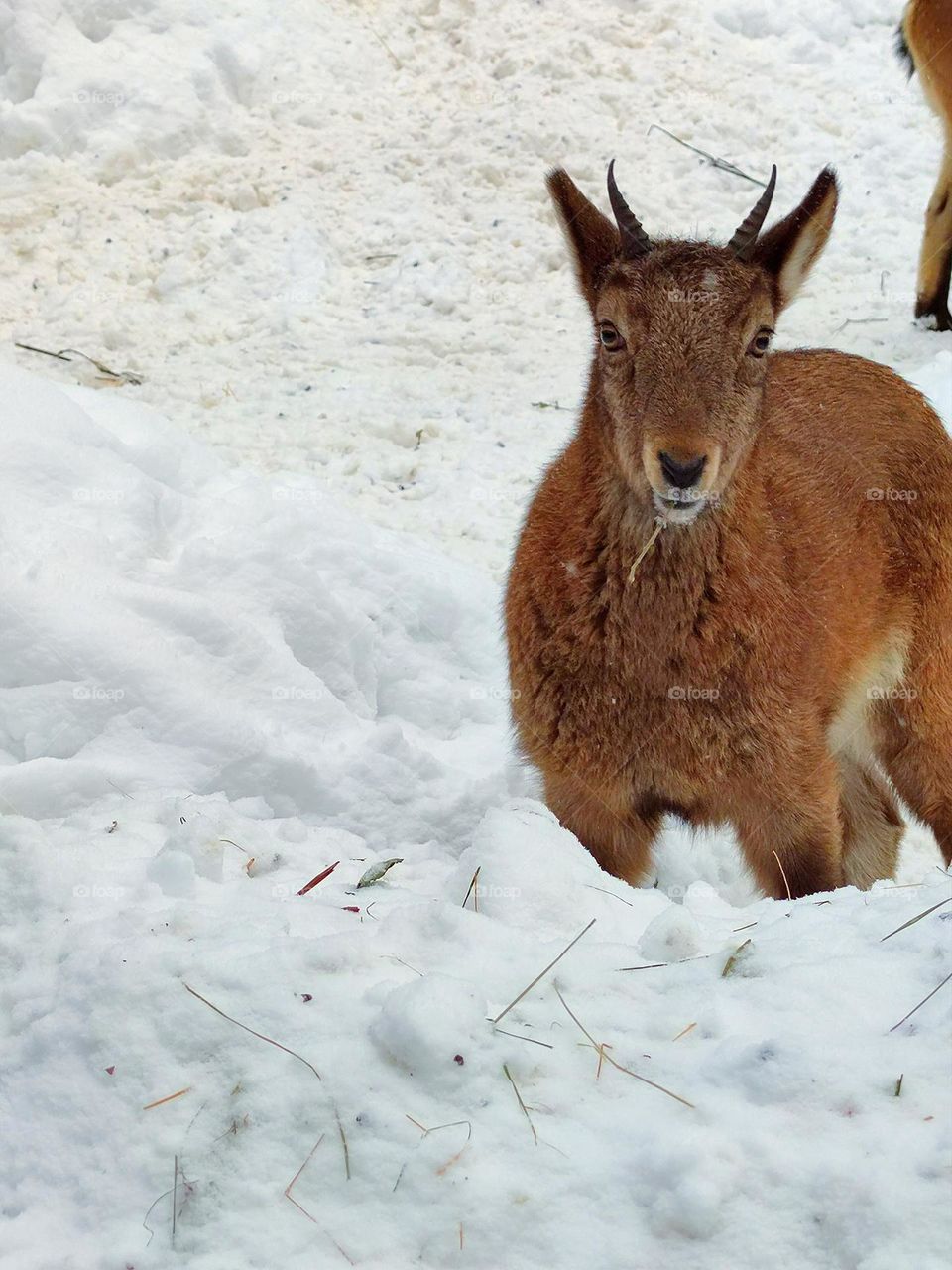 Winter mountains.  Mountain goats.  The little goat was eating grass from under the snow and became alert when he heard a rustling sound