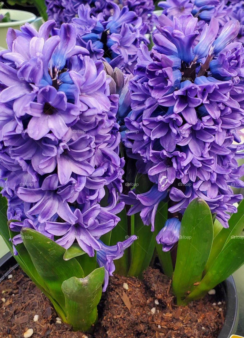 Purple Hyacinth in the Garden