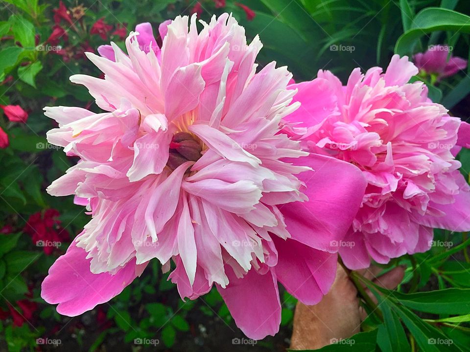 Bright and beautiful pink peonies 