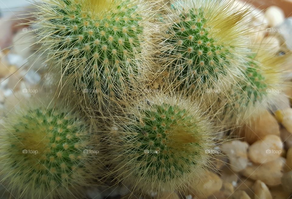 cacti