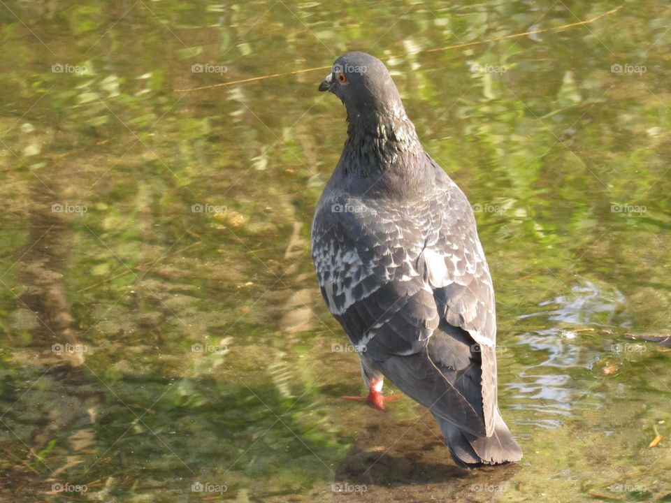 bird by the lake