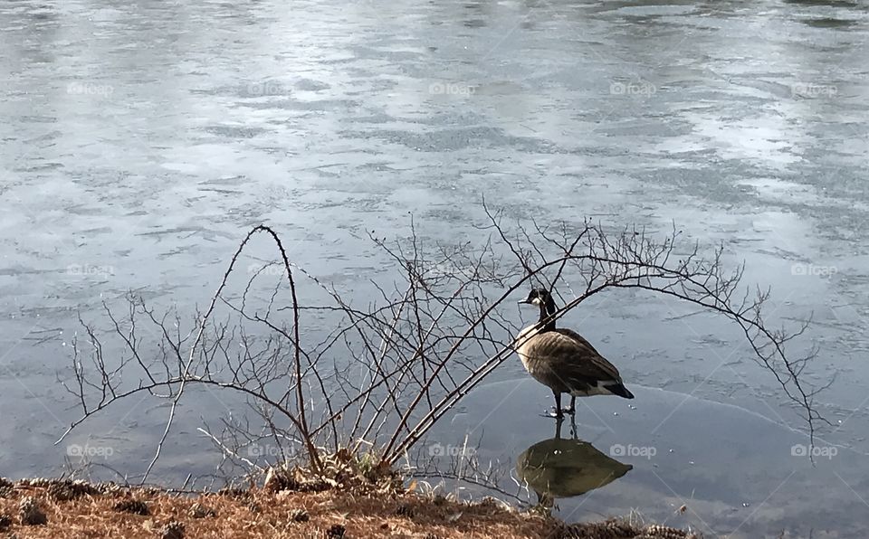 Goose on a lake